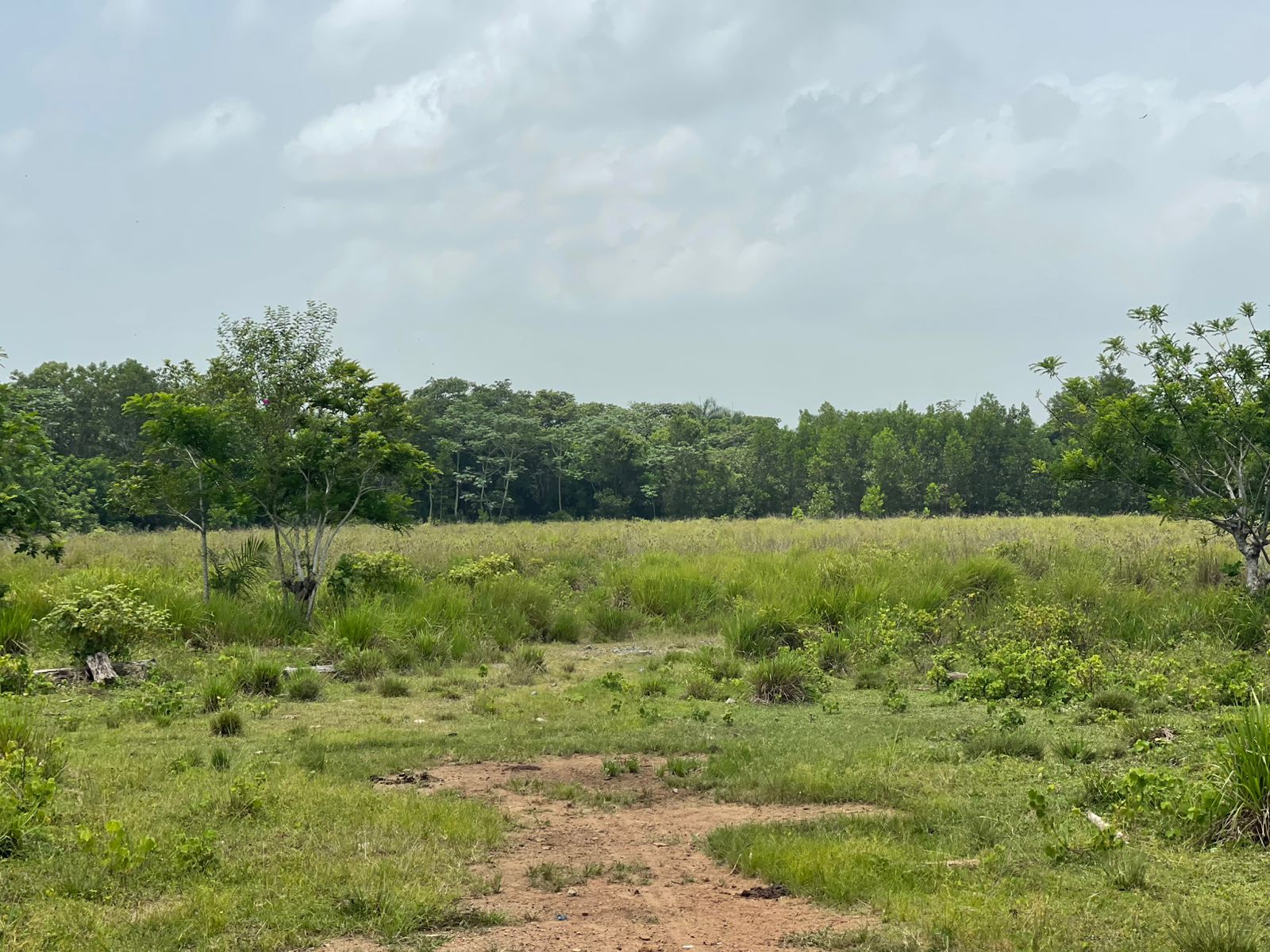 Vendo Finca de 1650 tareas en Santo Domingo Norte a la Orilla del ASFA Foto 7316181-11.jpg