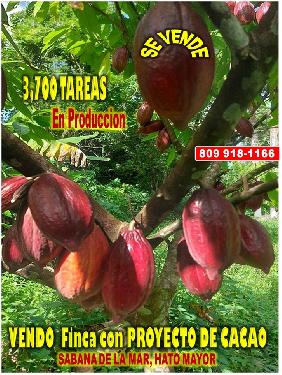 Vendo Finca de 3700 tareas CON PROYECTO CACAO EN SABANA DE LA MAR Caca Foto 7316182-1.jpg