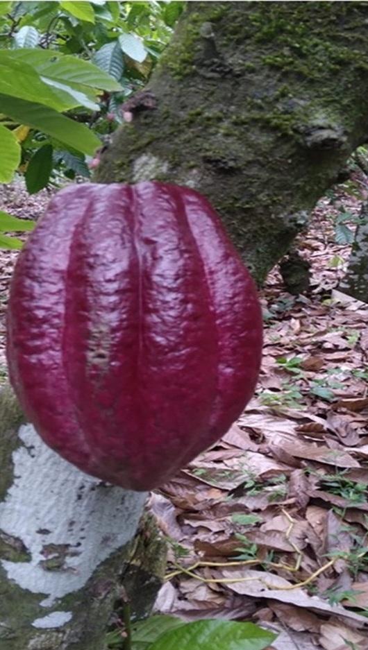 ULTIMA REBAJA en Finca de CACAO en PRODUCCION 112 tareas en El Valle d Foto 7316183-5.jpg