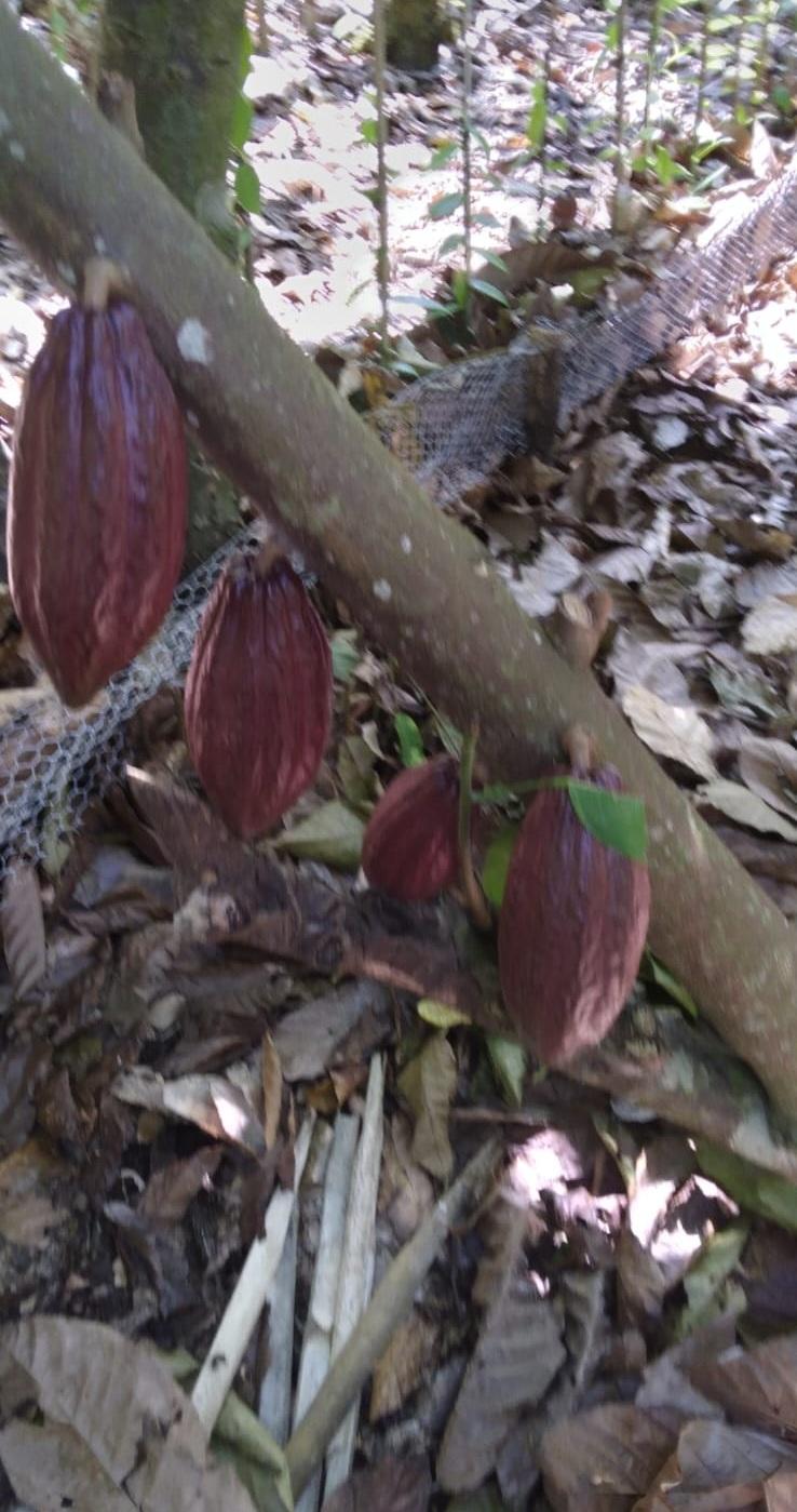 ULTIMA REBAJA en Finca de CACAO en PRODUCCION 112 tareas en El Valle d Foto 7316183-9.jpg