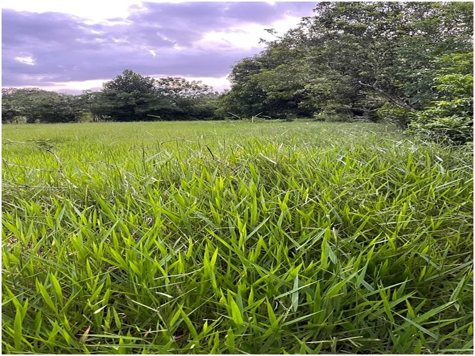Vendo Finca GANADERA – AGRICOLA de 22 tareas dentro del DEAN MONTE PLA Foto 7316184-4.jpg