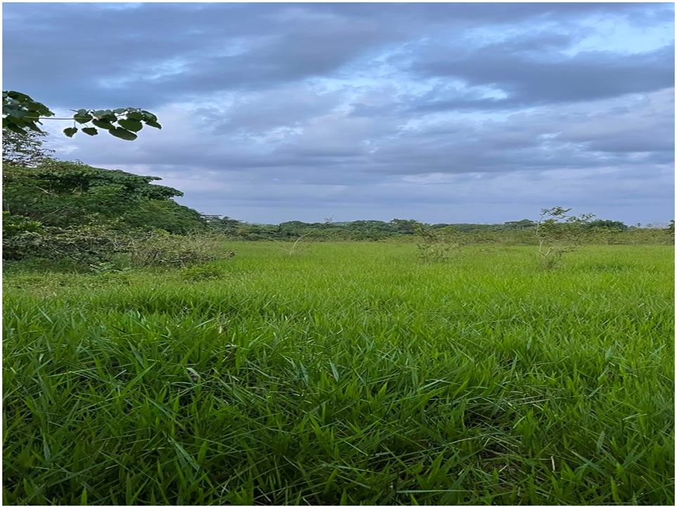 Vendo Finca GANADERA – AGRICOLA de 22 tareas dentro del DEAN MONTE PLA Foto 7316184-6.jpg