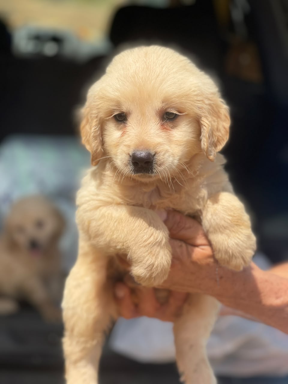 Golden Retriever Ambos Sexos  Foto 7316567-2.jpg