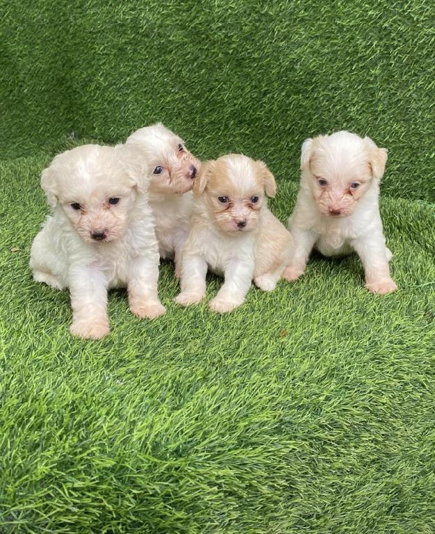 Maltipoo Ambos Sexos  Foto 7316691-1.jpg