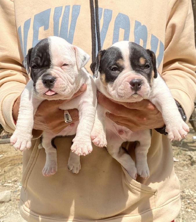 Pitbully Ambos Sexos  Foto 7316700-1.jpg