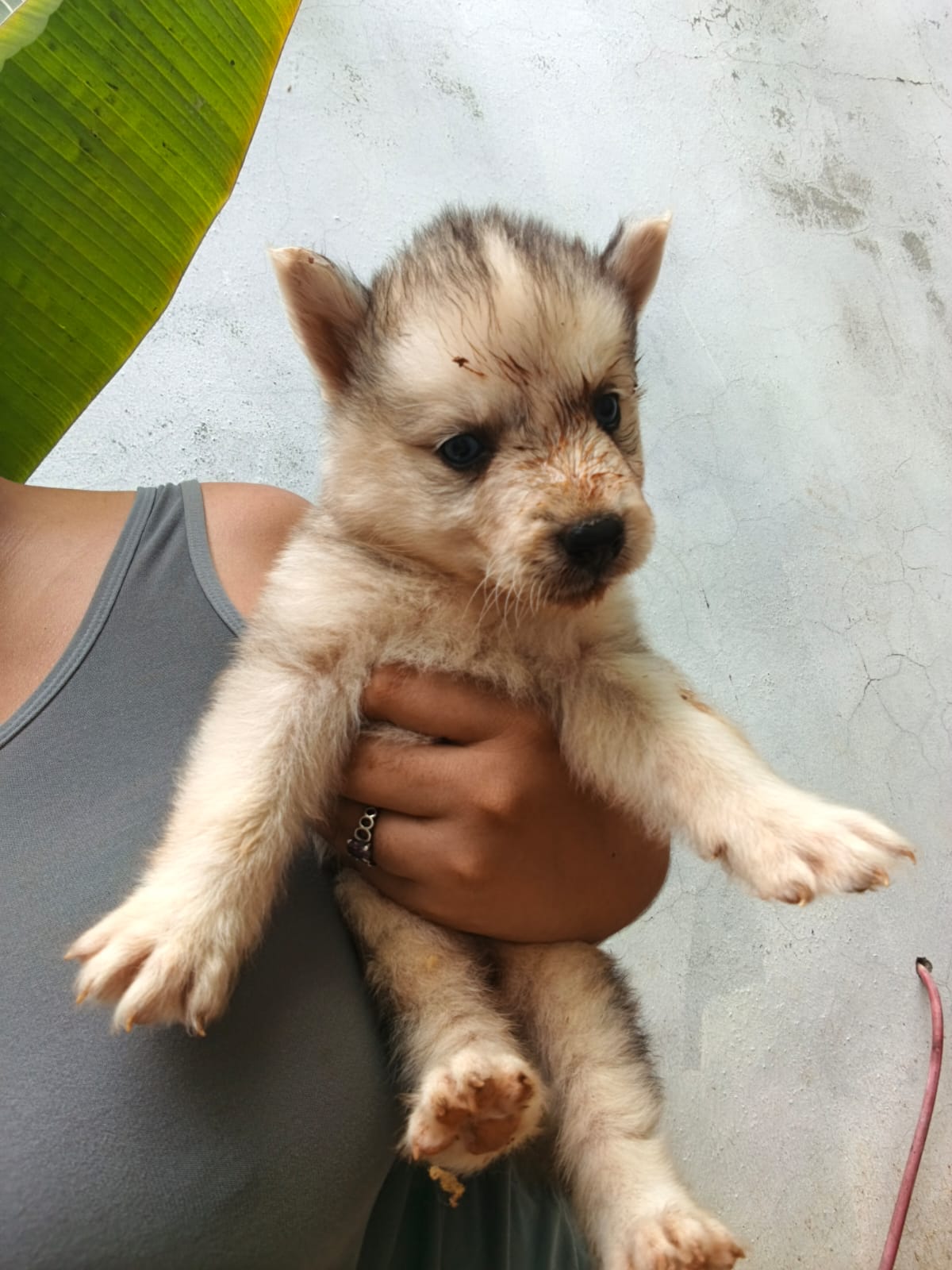 Husky Siberiano de padres wooly Foto 7316834-11.jpg