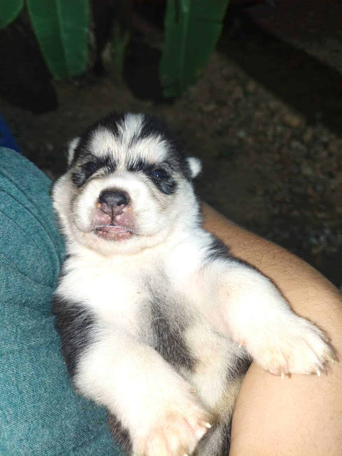 Husky Siberiano de padres wooly Foto 7316834-5.jpg