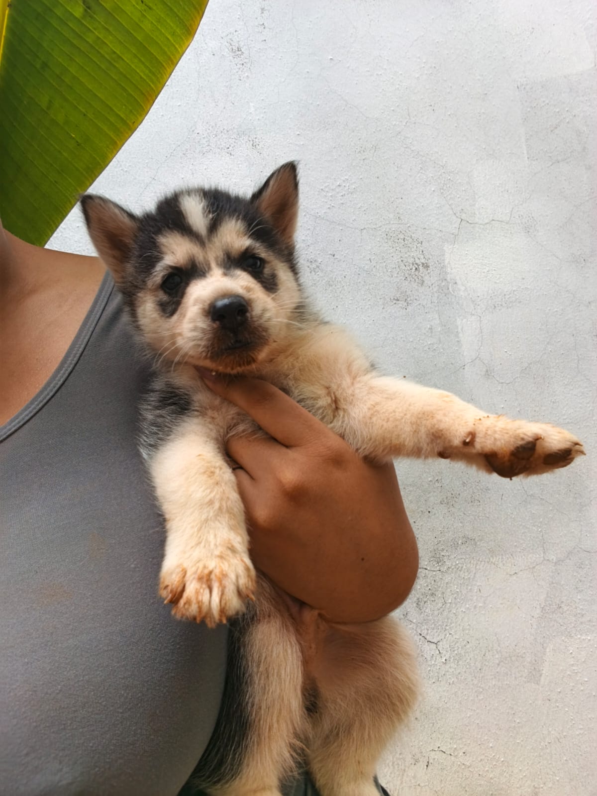 Husky Siberiano de padres wooly Foto 7316834-9.jpg