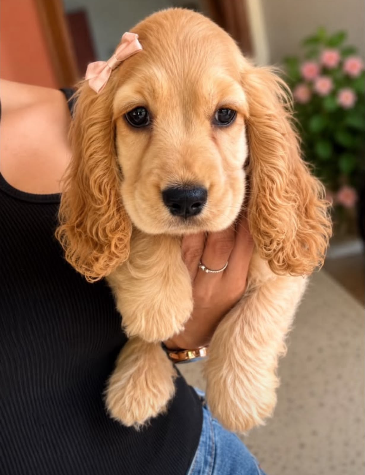 OFERTA CACHORRO COCKER SPANIEL HEMBRA EN SANTO DOMINGO Y VACUNADOS  Foto 7316846-1.jpg