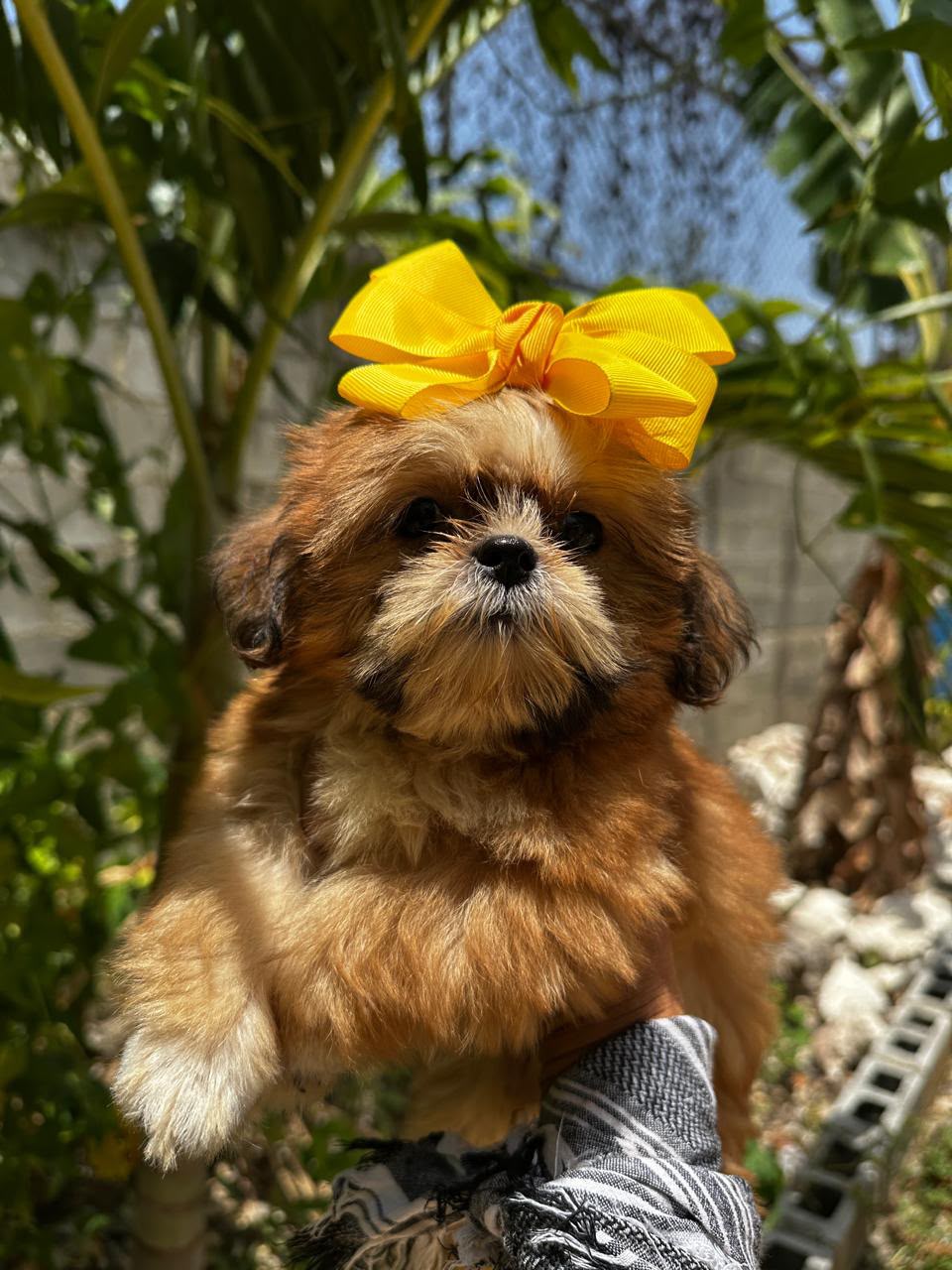 OFERTA CACHORRO SHIH TZU HEMBRA  EN SANTO DOMINGO Y VACUNADOS  Foto 7317333-1.jpg