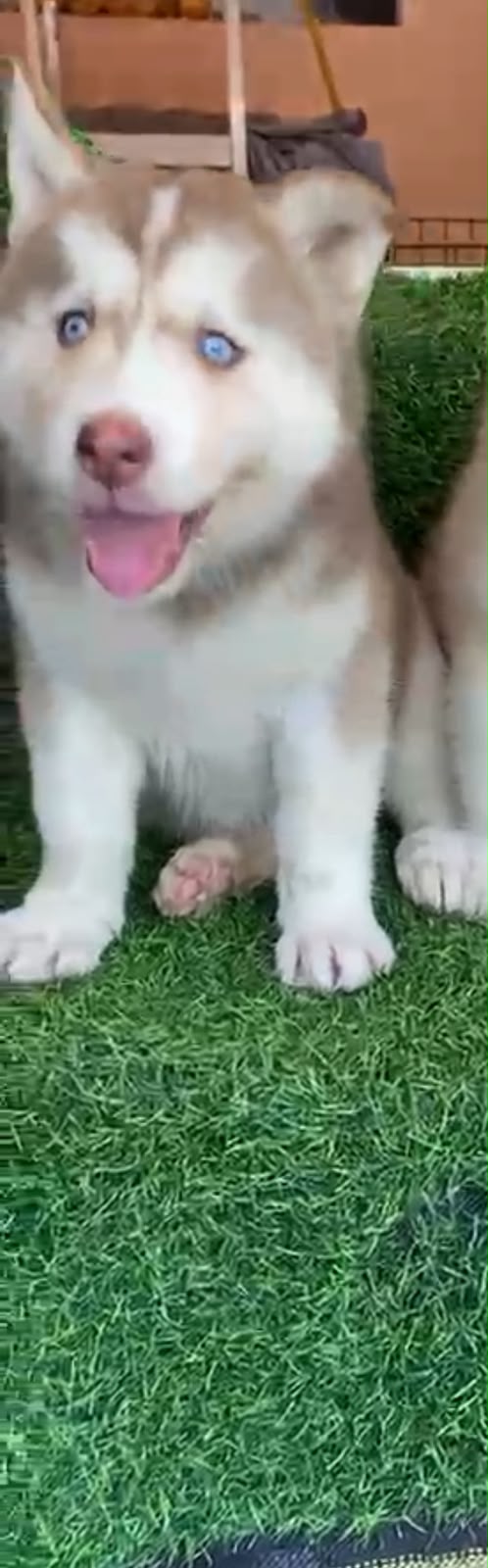 OFERTA CACHORRO HUSKY HEMBRA EN SANTO DOMINGO Y VACUNA AL DIA  Foto 7317335-1.jpg