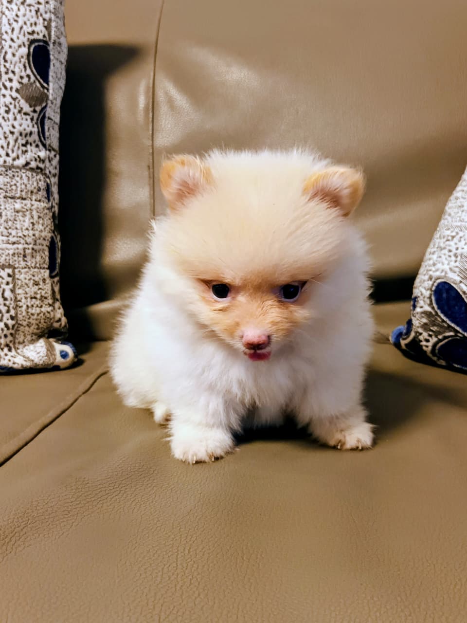 OFERTA CACHORRO POMERANIA HEMBRA EN SANTO DOMINGO Y VACUNADA Foto 7317338-2.jpg