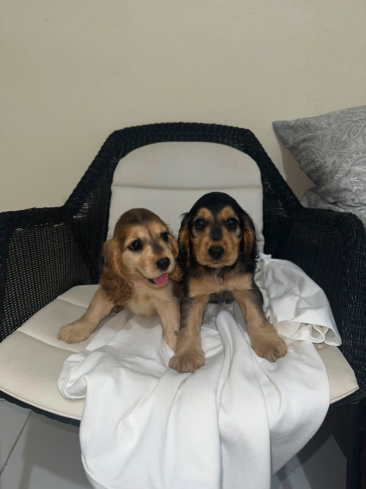 OFERTA CACHORRO COCKER SPANIEL AMBOS SEXO  EN SANTO DOMINGO Y VACUNA A Foto 7317504-1.jpg