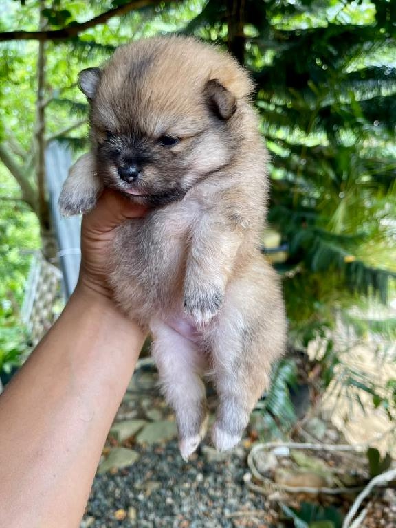 Pomerania Hembras  Foto 7317609-1.jpg
