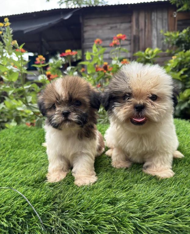 Shipoo Ambos Sexos  Foto 7317611-1.jpg