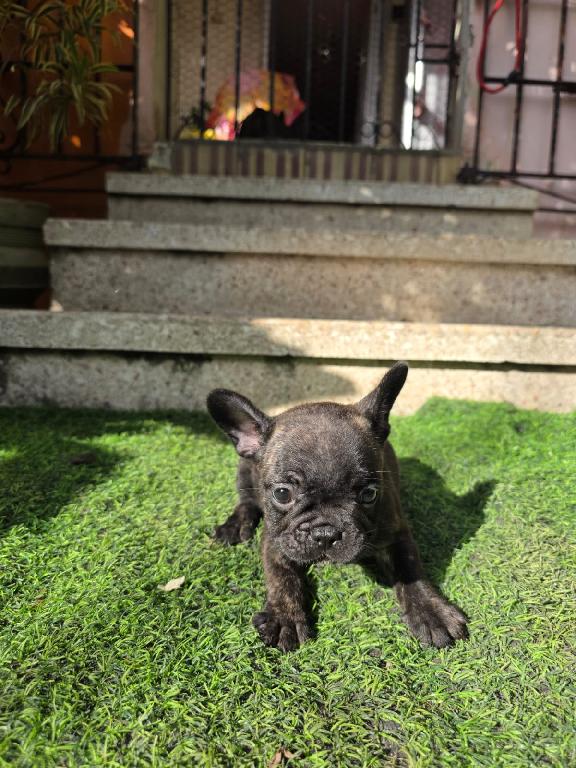 OFERTA CACHORRO BULLDOG FRANCES AMBO SEXO CON SU VACUNA AL DIA EN SANT Foto 7317619-1.jpg