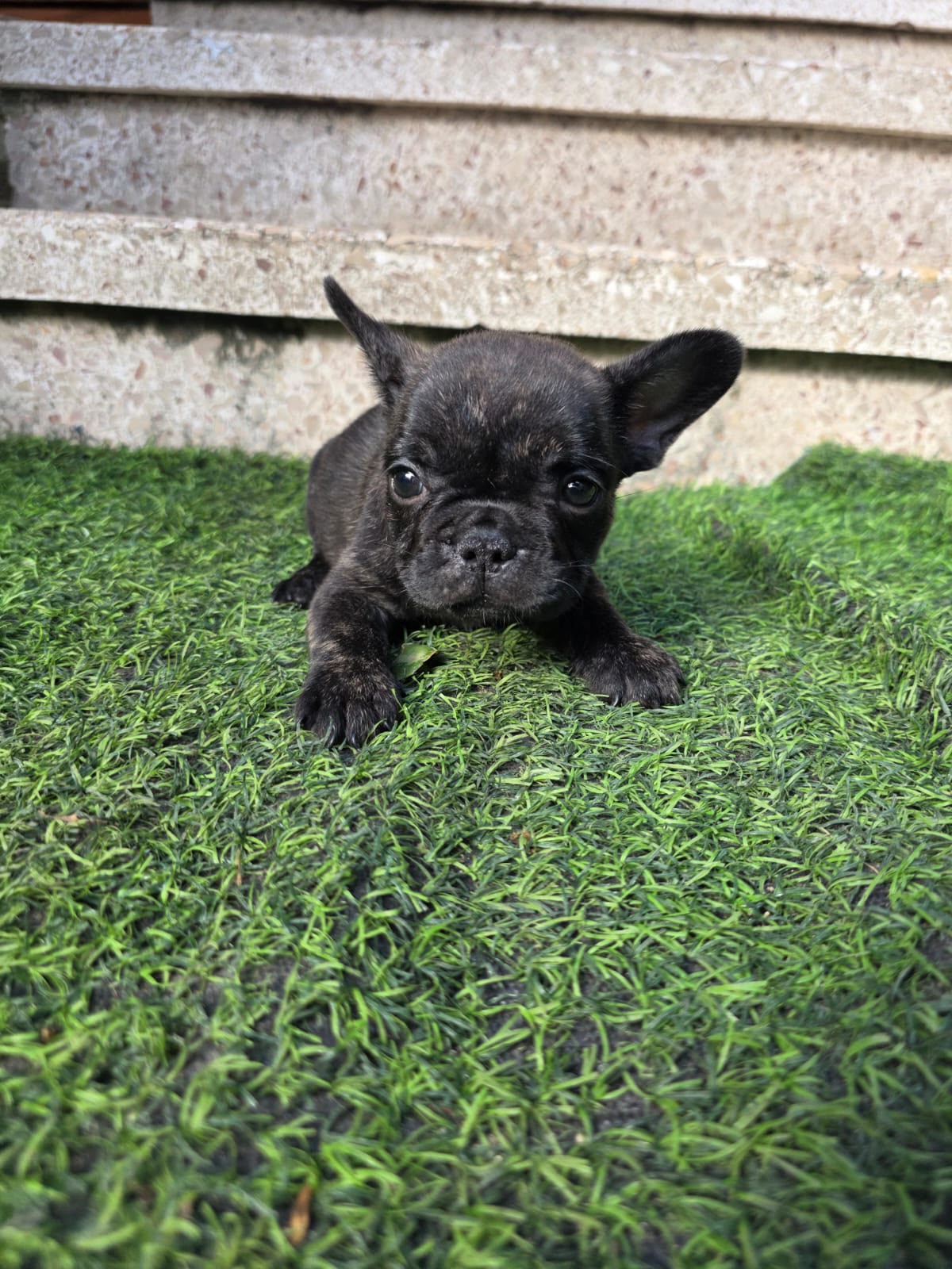 OFERTA CACHORRO BULLDOG FRANCES AMBO SEXO CON SU VACUNA AL DIA EN SANT Foto 7317619-2.jpg