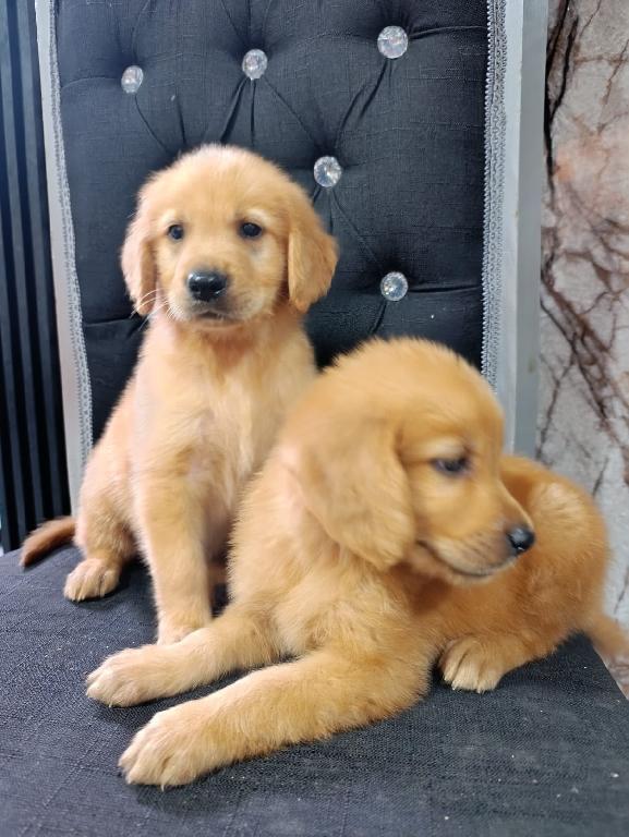 OFERTA CACHORRO GOLDEN RETRIEVER AMBOS SEXO EN SANTO DOMINGO VACUNADOS Foto 7317621-1.jpg