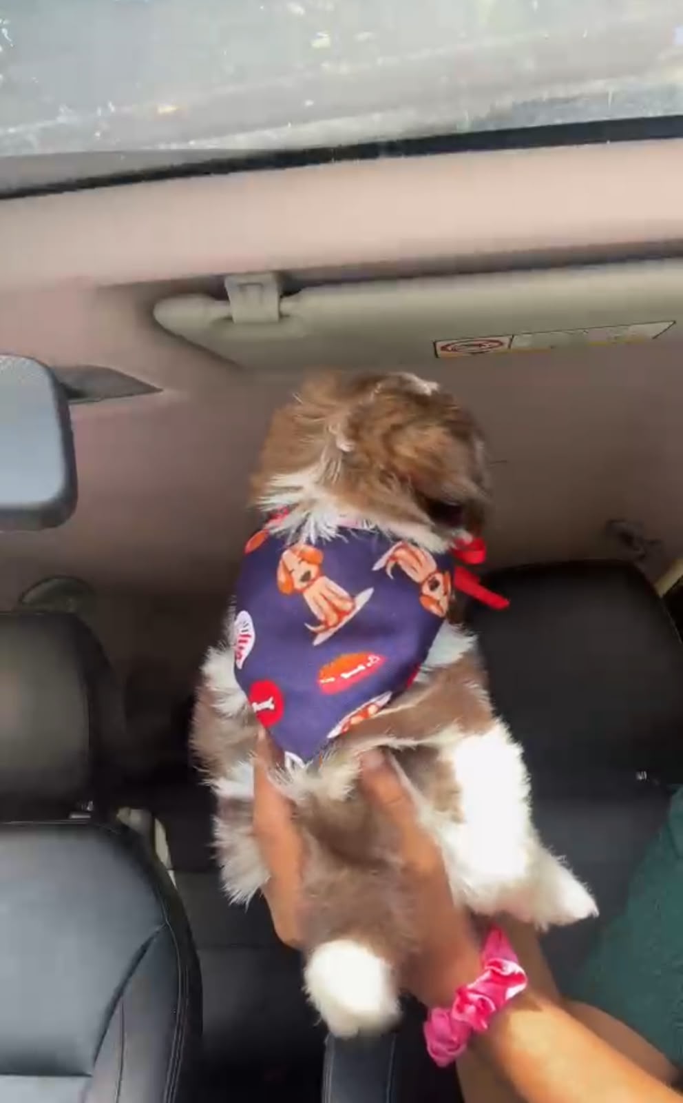 OFERTA CACHORRO SHIH TZU MACHO EN SANTO DOMINGO Y VACUNADOS  Foto 7317622-1.jpg