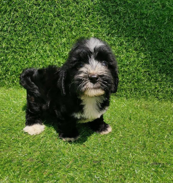 OFERTA CACHORRO SHIPOO HEMBRA EN SANTO DOMINGO Y VACUNA AL DIA  Foto 7317623-1.jpg