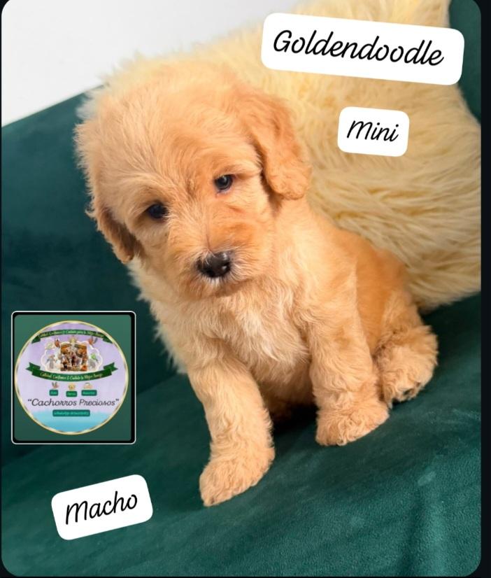 Goldendoodle Mini Foto 7317677-2.jpg
