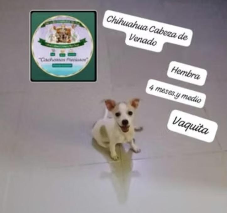 Chihuahua 2 cabeza de venado  Foto 7317679-1.jpg