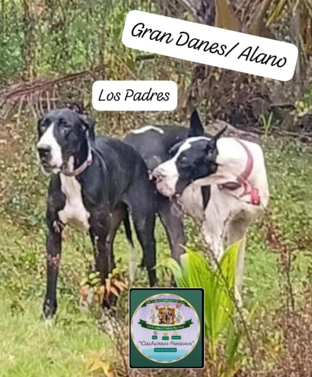 Gran Danes/Alano Foto 7317680-3.jpg