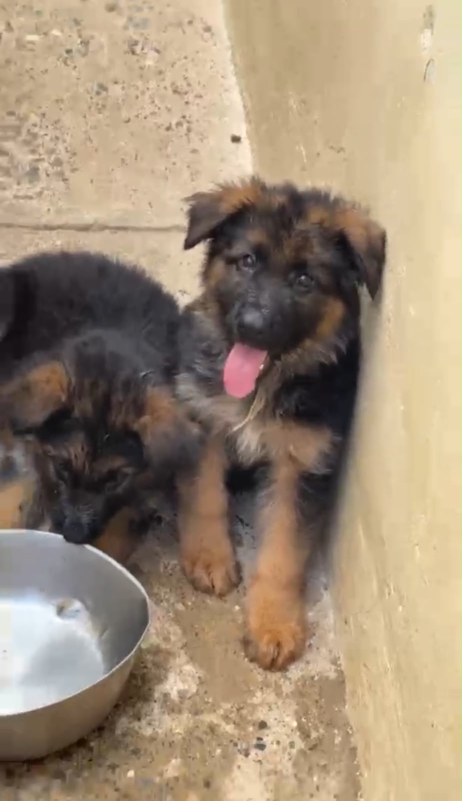 OFERTA CACHORRO PASTOR ALEMAN MACHO PEDIGRI  EN SANTIAGO Y VACUNA AL D Foto 7317769-1.jpg