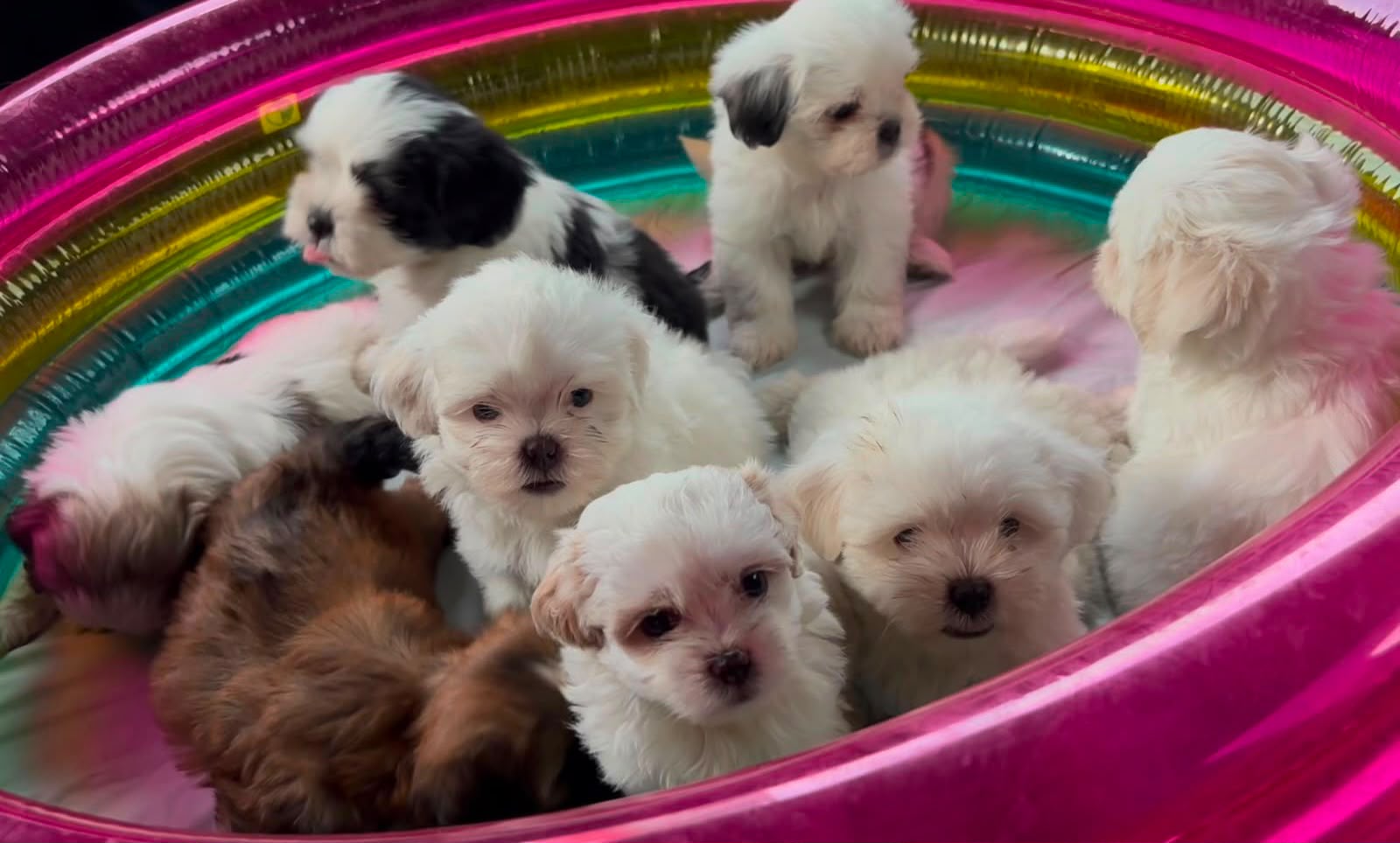 OFERTA CACHORRO SHIH TZU HEMBRA EN SANTO DOMINGO Y VACUNADOS  Foto 7317770-1.jpg