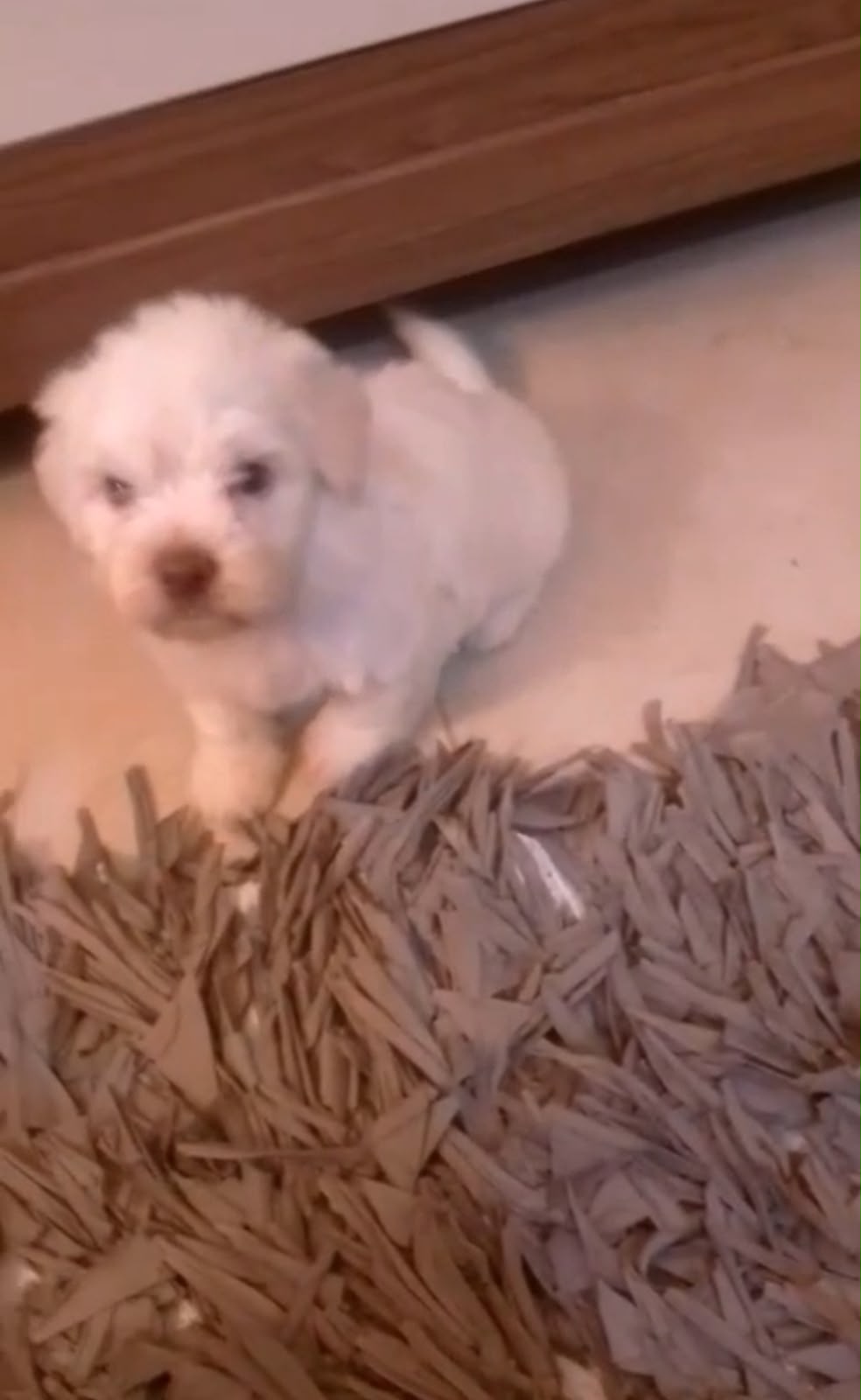 OFERTA CACHORRO MALTIPOO MACHO  EN SANTO DOMINGO Y VACUNA AL DIA  Foto 7317772-1.jpg