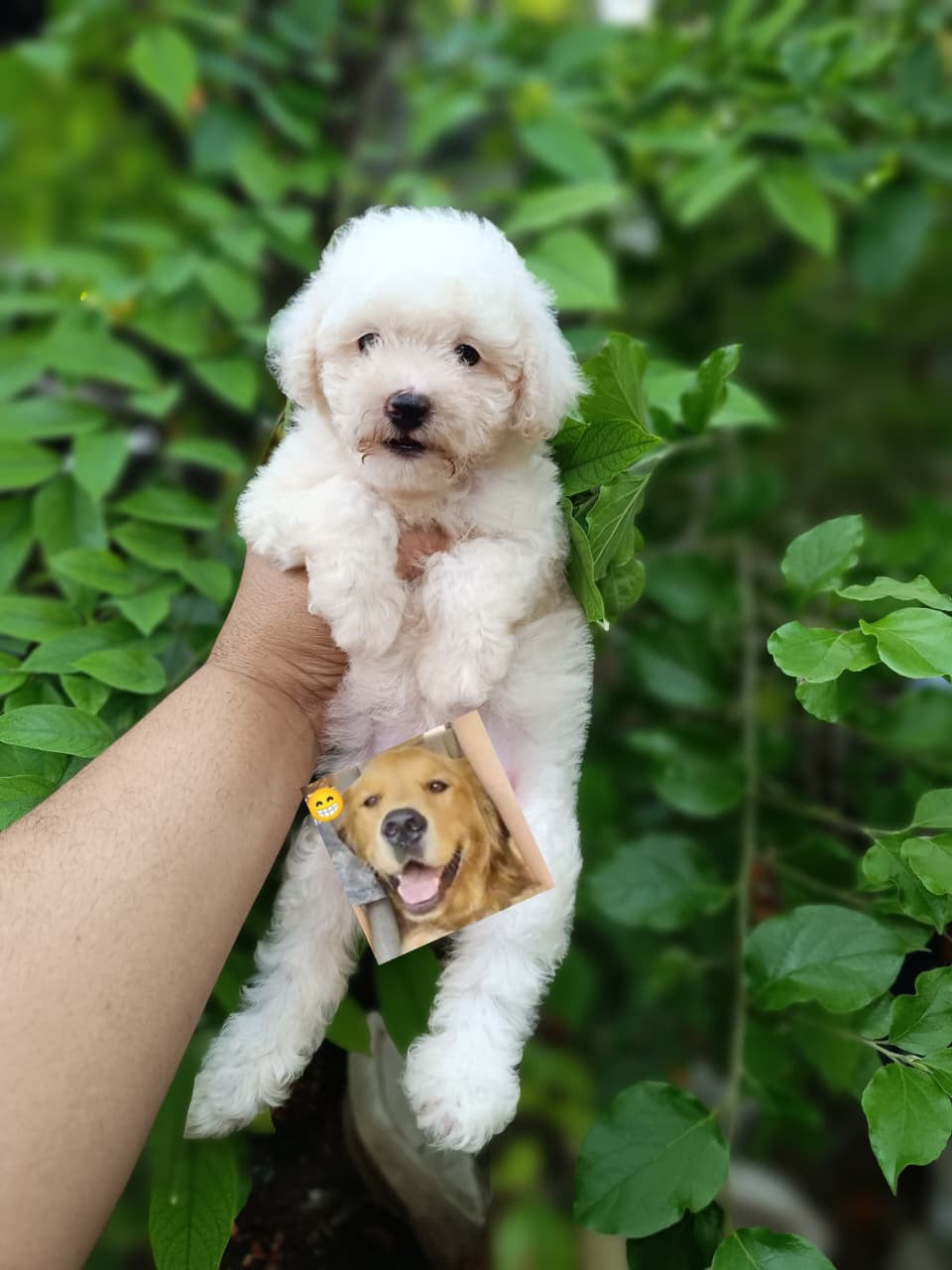 OFERTA CACHORRO POODLE TOY HEMBRA EN SANTO DOMINGO CON TODO AL DIA  Foto 7317774-1.jpg
