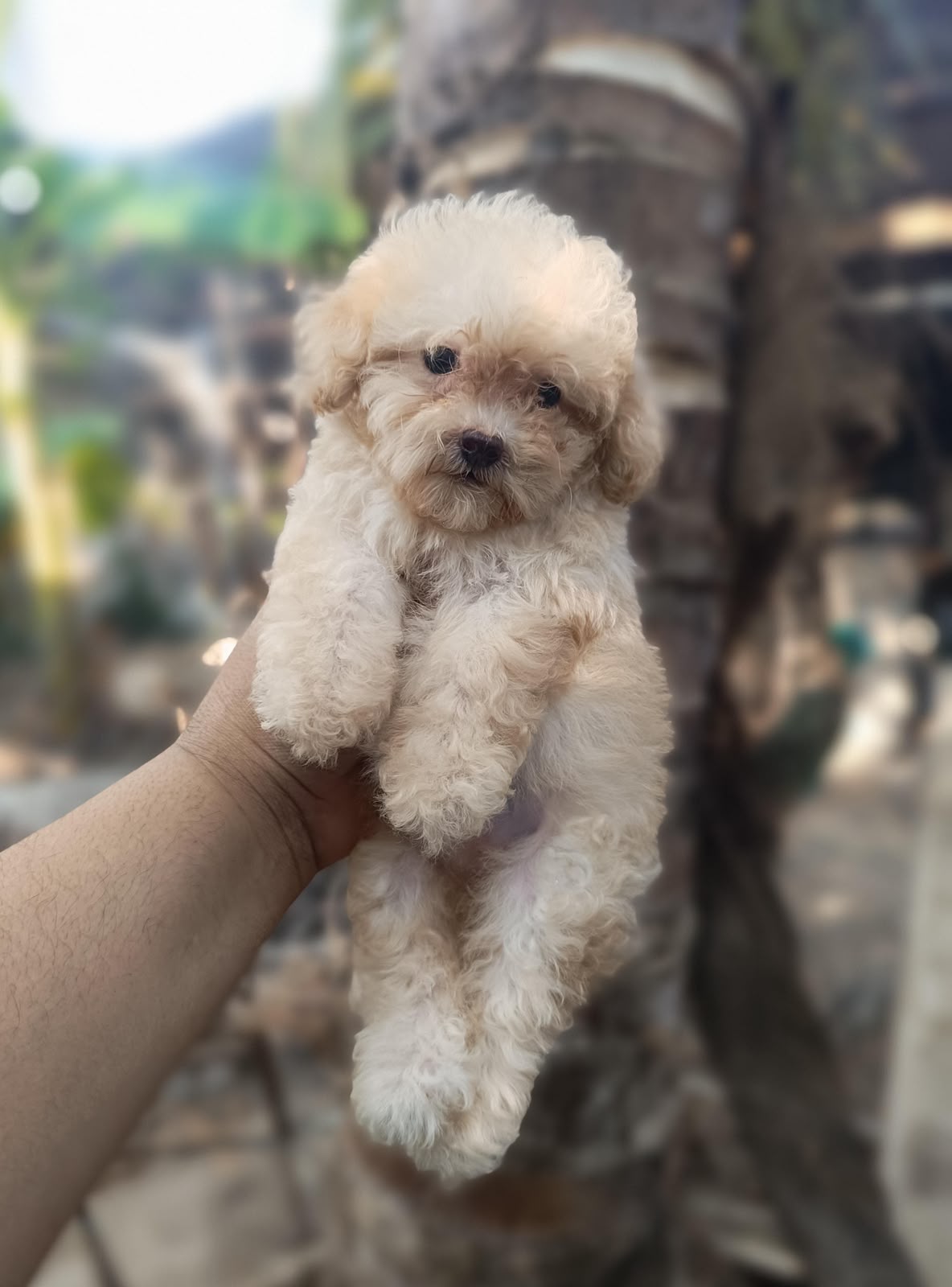 OFERTA CACHORRO POODLE TOY HEMBRA EN SANTO DOMINGO CON TODO AL DIA  Foto 7317774-2.jpg