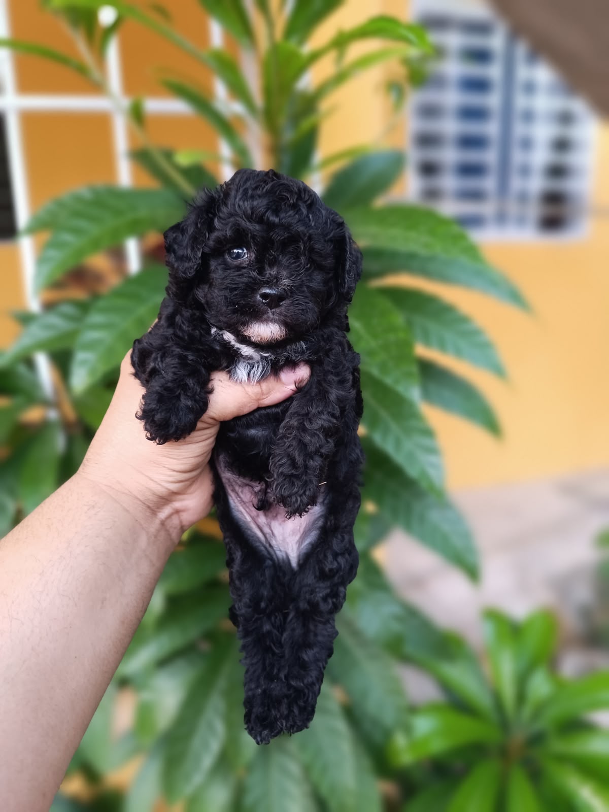 OFERTA CACHORRO POODLE TOY HEMBRA EN SANTO DOMINGO CON TODO AL DIA  Foto 7317774-3.jpg