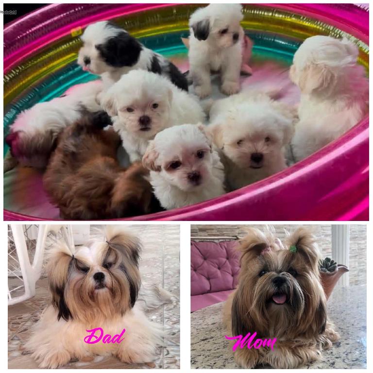 Oferta cachorro shih tzu hembras  Foto 7317798-1.jpg