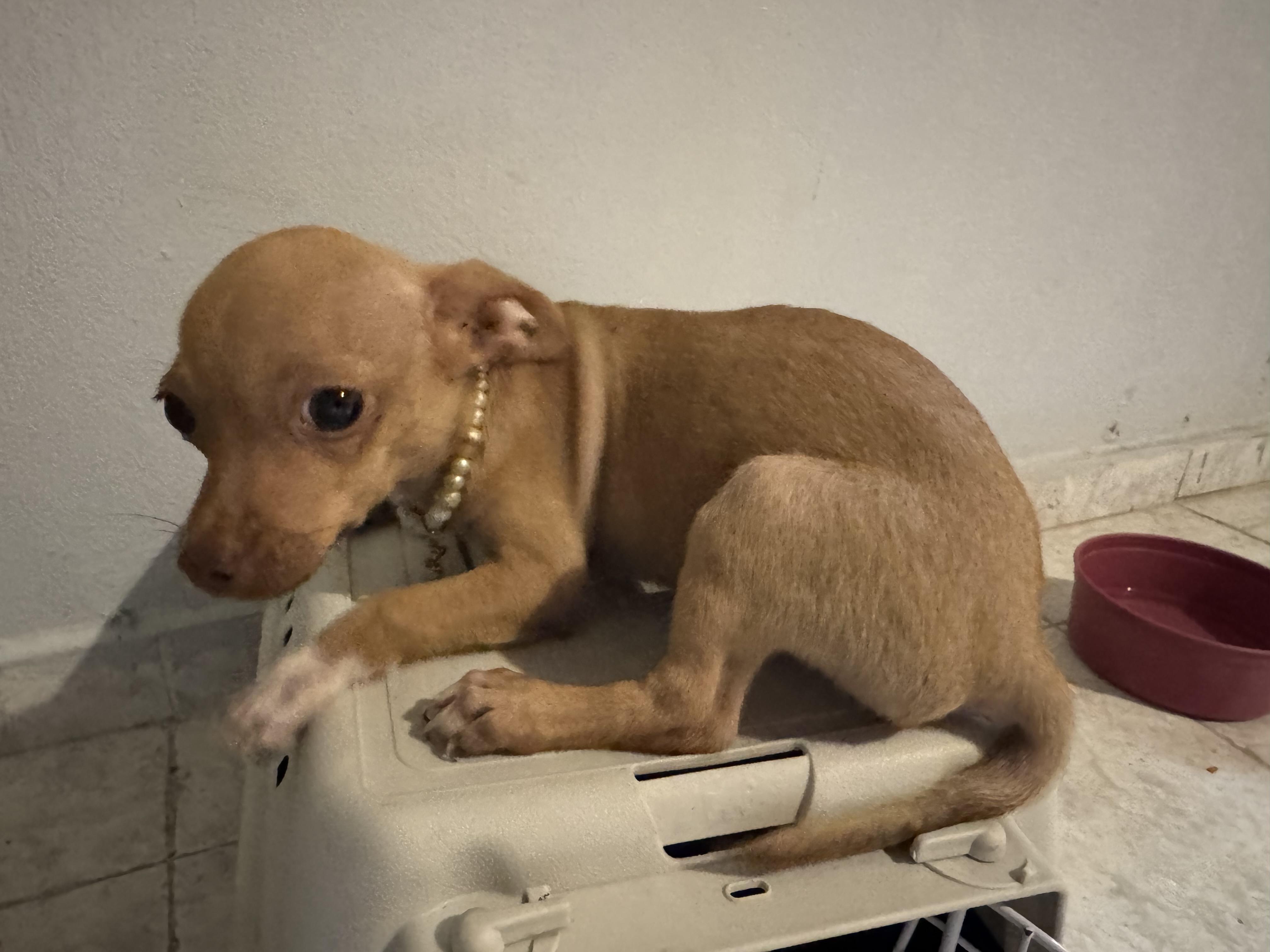 Chihuahua número 1 4 meses Foto 7318005-3.jpg