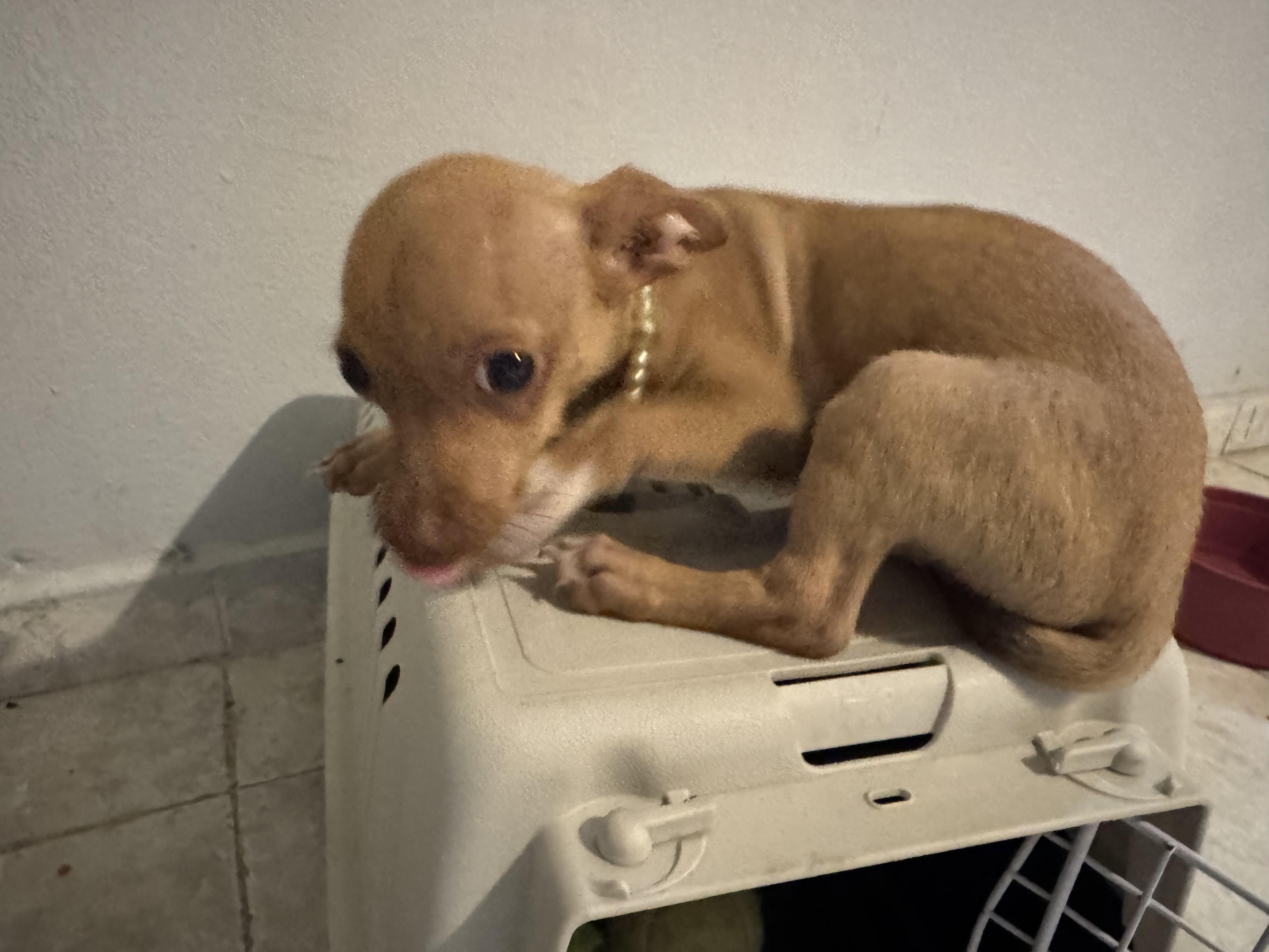 Chihuahua número 1 4 meses Foto 7318005-5.jpg