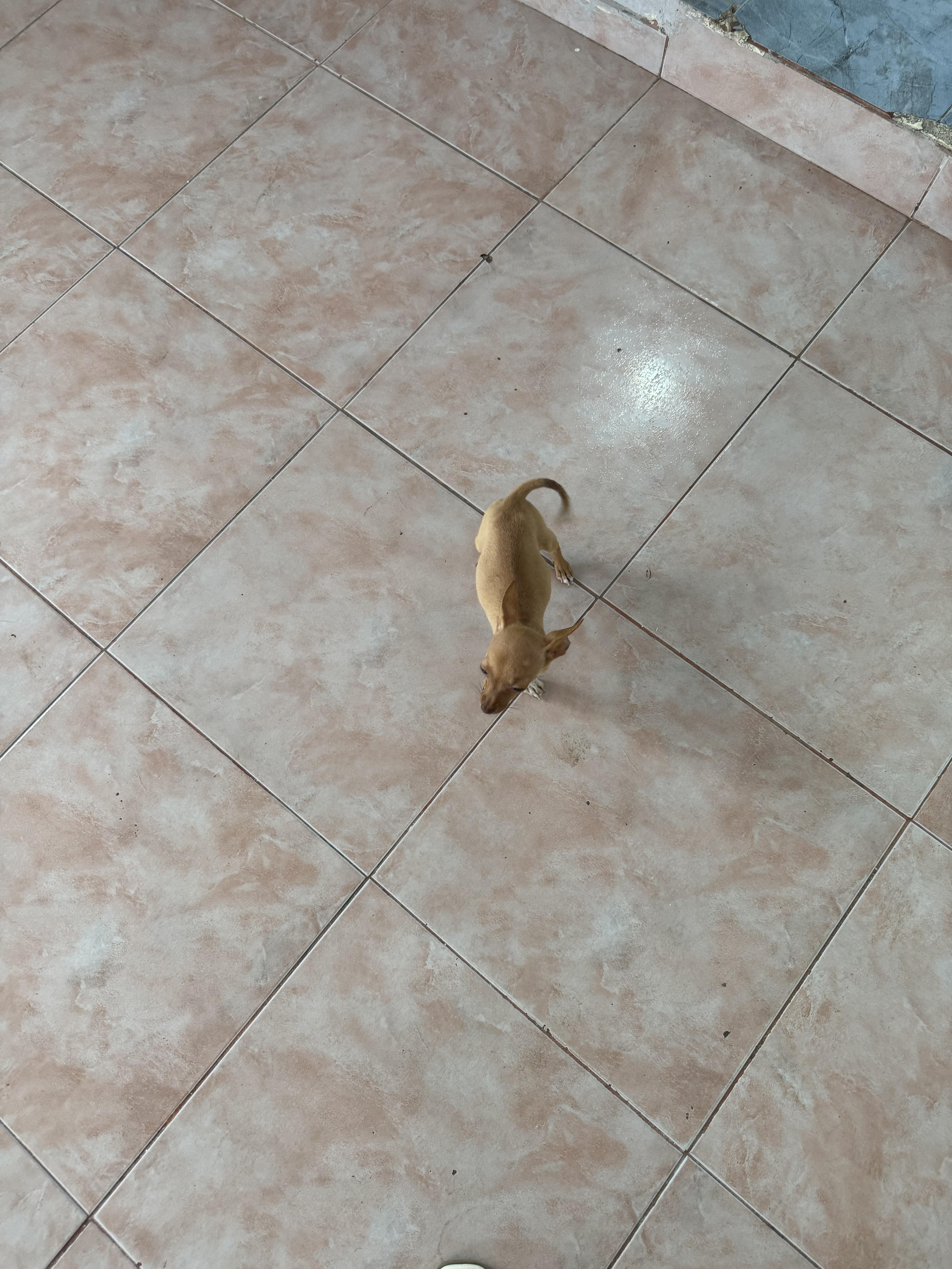 Chihuahua número 1 4 meses Foto 7318005-8.jpg