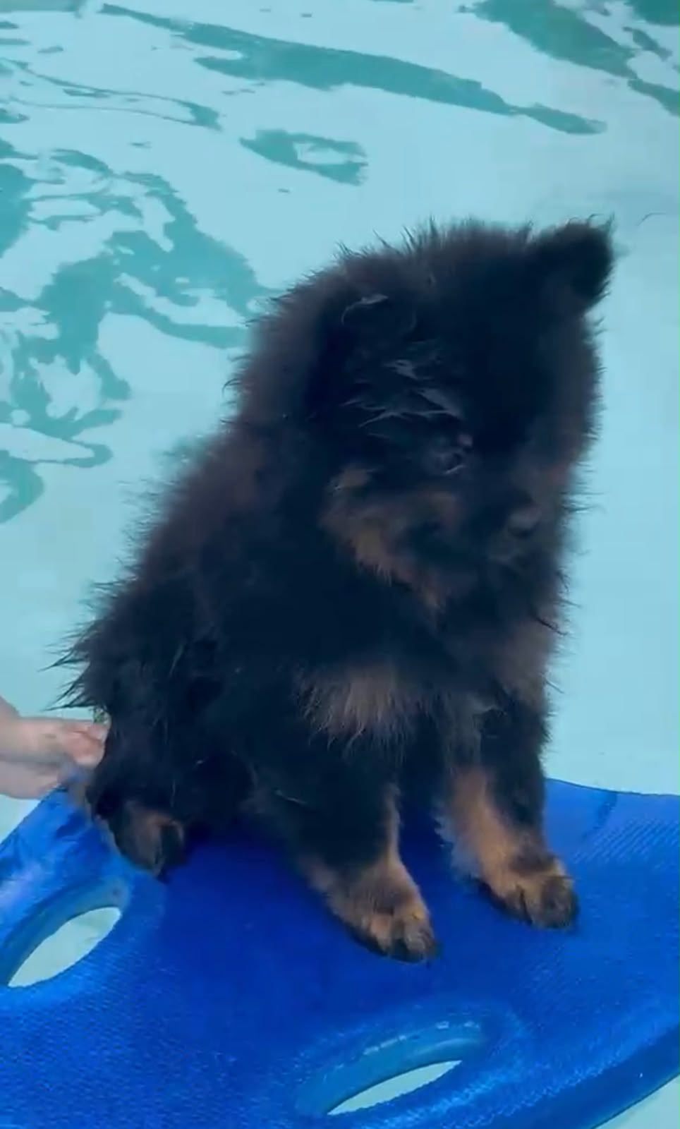 OFERTA CACHORRO POMERANIA AMBOS EN SANTO DOMINGO Y VACUNADA Foto 7318014-1.jpg