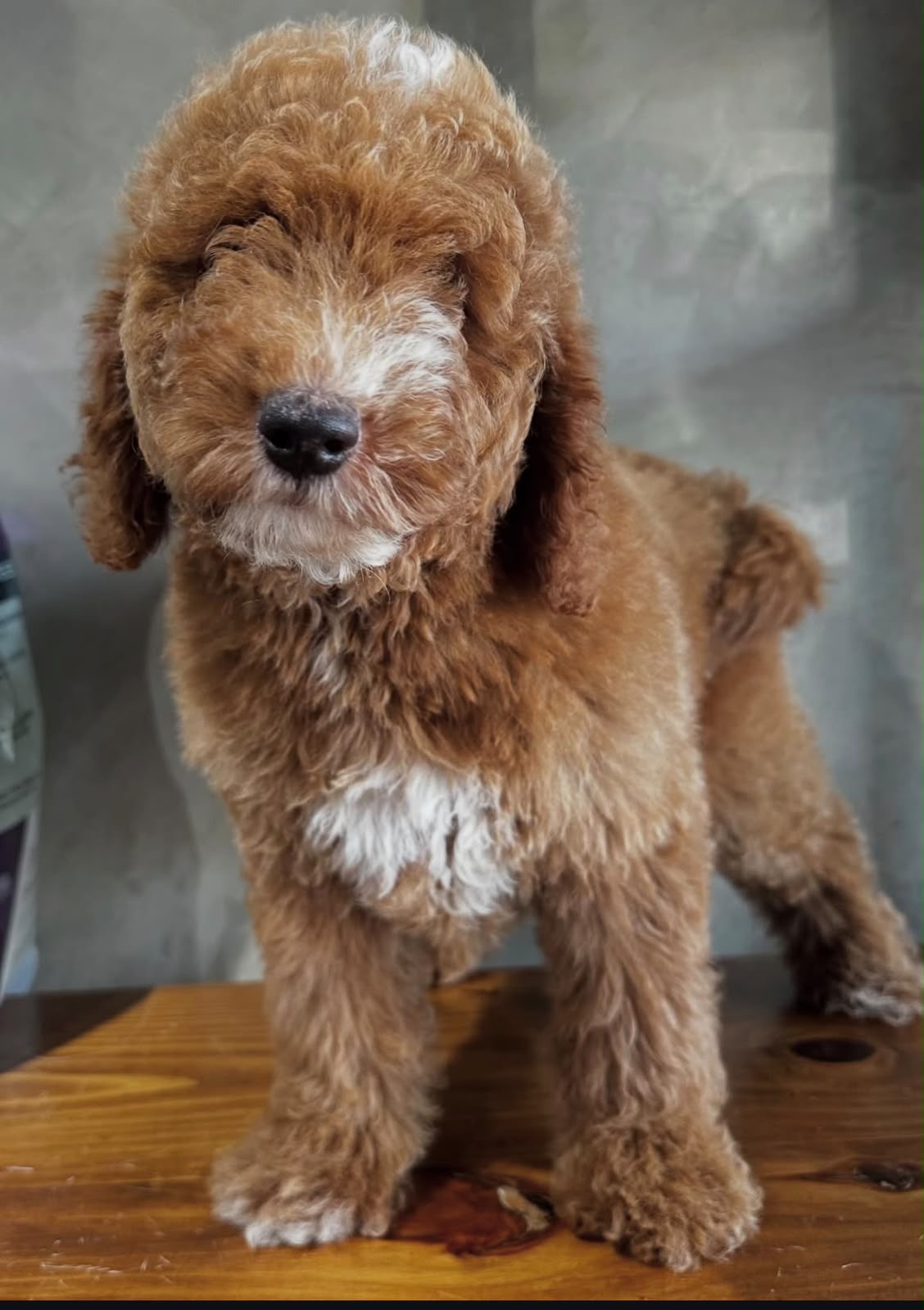 Goldendoodle Macho Foto 7318095-2.jpg