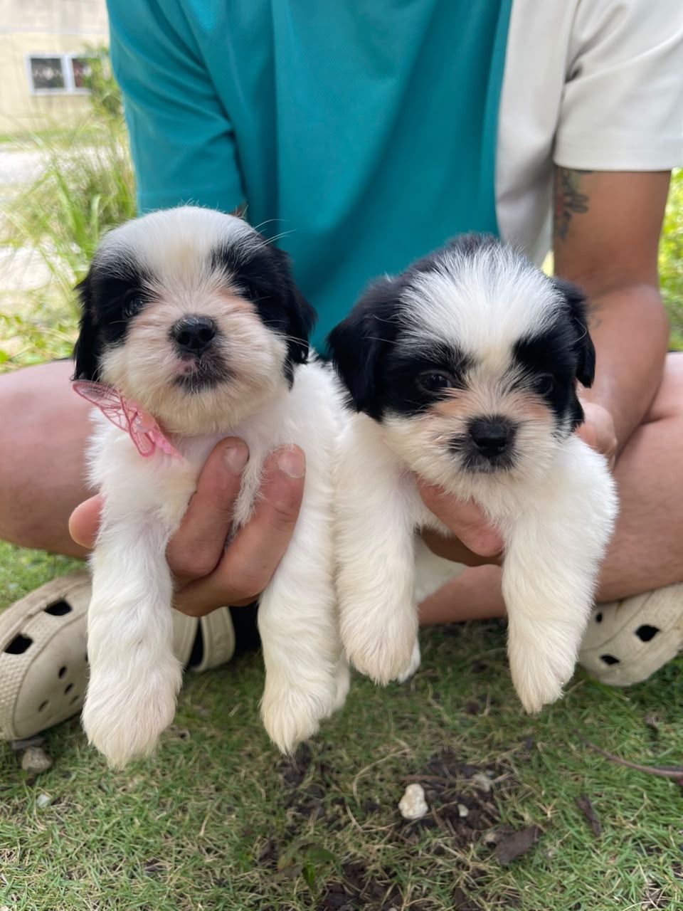 Shipoo Ambos Sexos  Foto 7318096-2.jpg