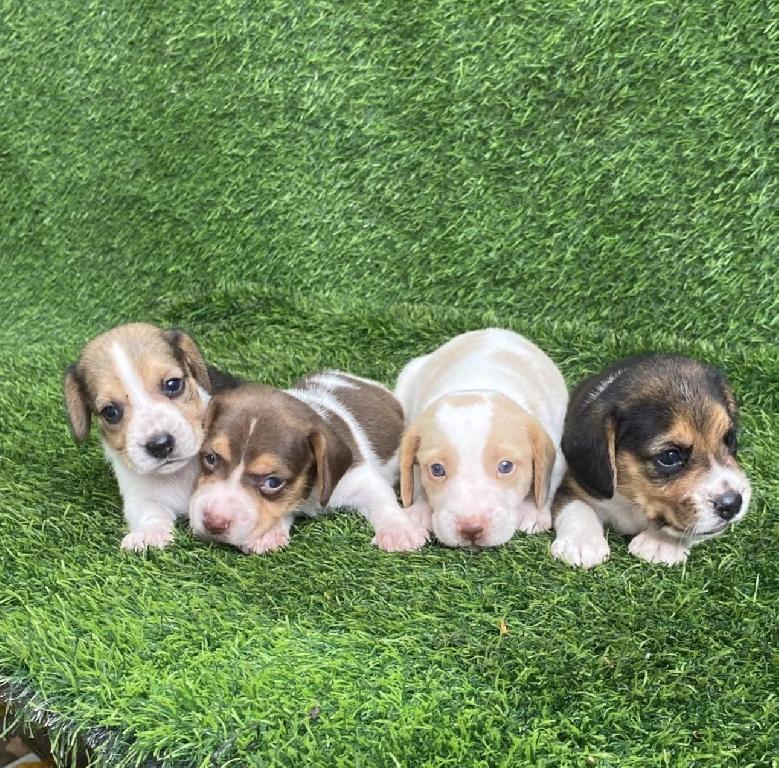 Beagle Ambos Sexos  Foto 7318098-1.jpg