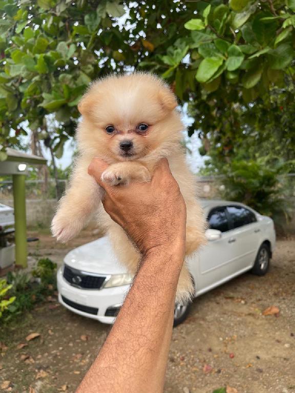 Pomerania Machos  Foto 7318099-1.jpg