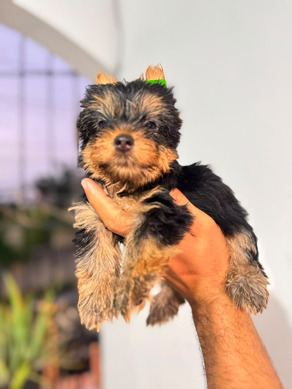 OFERTA CACHORRO YORKIE MACHO UBICADA EN SANTO DOMINGO Y VACUNA AL DIA  Foto 7318106-1.jpg