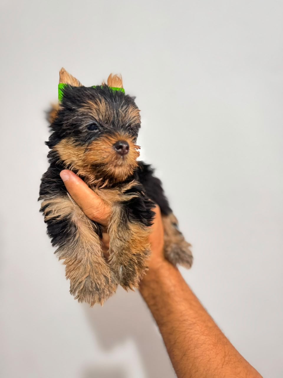 OFERTA CACHORRO YORKIE MACHO UBICADA EN SANTO DOMINGO Y VACUNA AL DIA  Foto 7318106-2.jpg