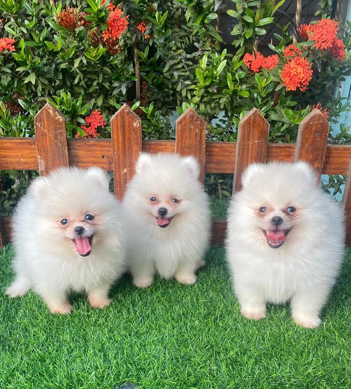 OFERTA CACHORRO POMERANIA MACHO EN SANTO DOMINGO Y VACUNADA Foto 7318108-1.jpg