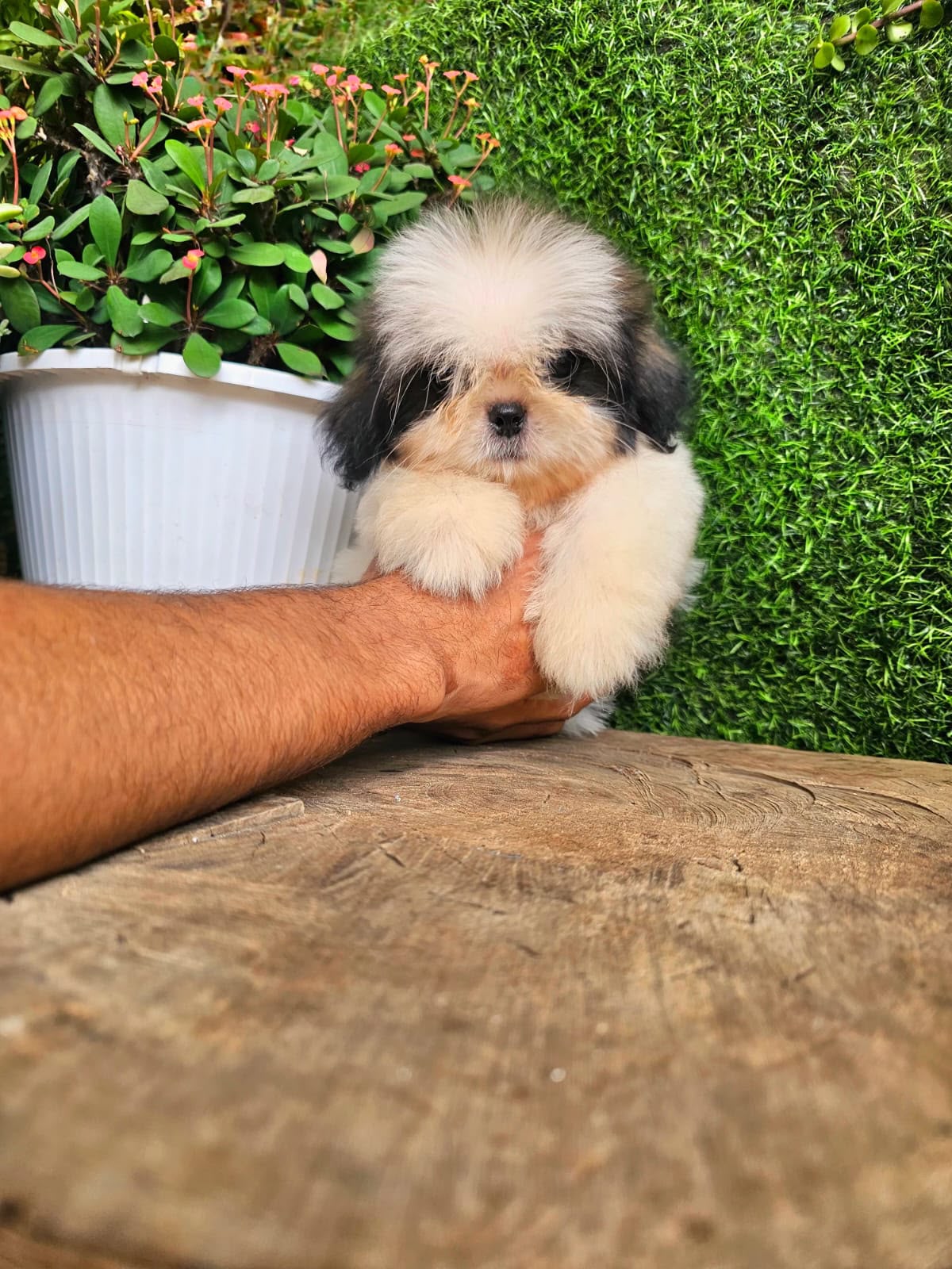 OFERTA CACHORRO SHIPOO MACHO EN SANTO DOMINGO Y VACUNA AL DIA  Foto 7318109-2.jpg