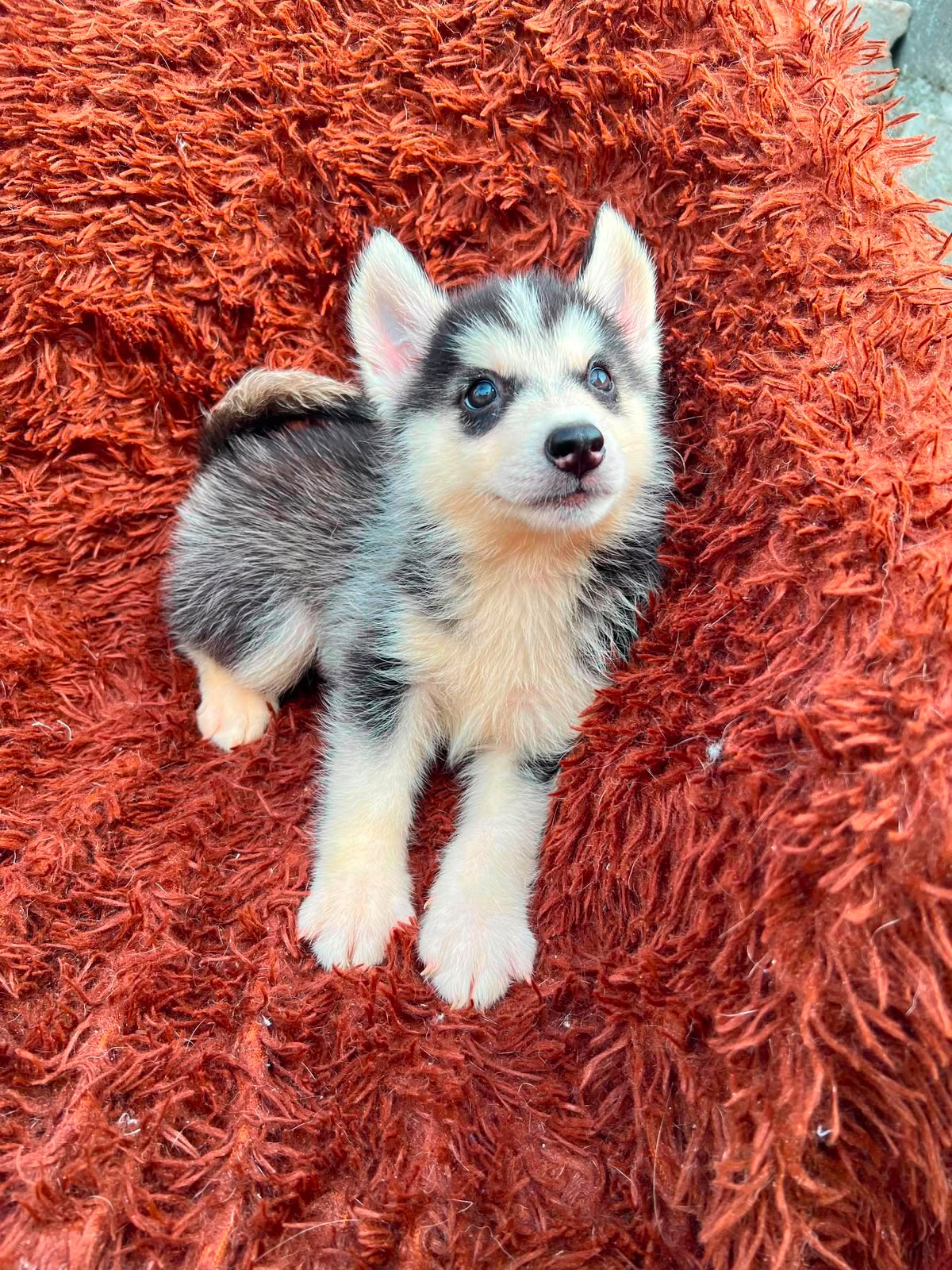 OFERTA CACHORRO HUSKY AMBOS SEXO EN SANTO DOMINGO Y VACUNA AL DIA  Foto 7318113-3.jpg