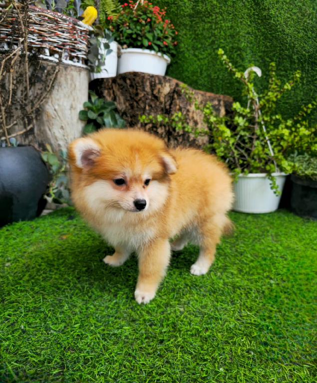 OFERTA CACHORRO POMERANIA MACHO EN SANTO DOMINGO Y VACUNADA Foto 7318114-1.jpg