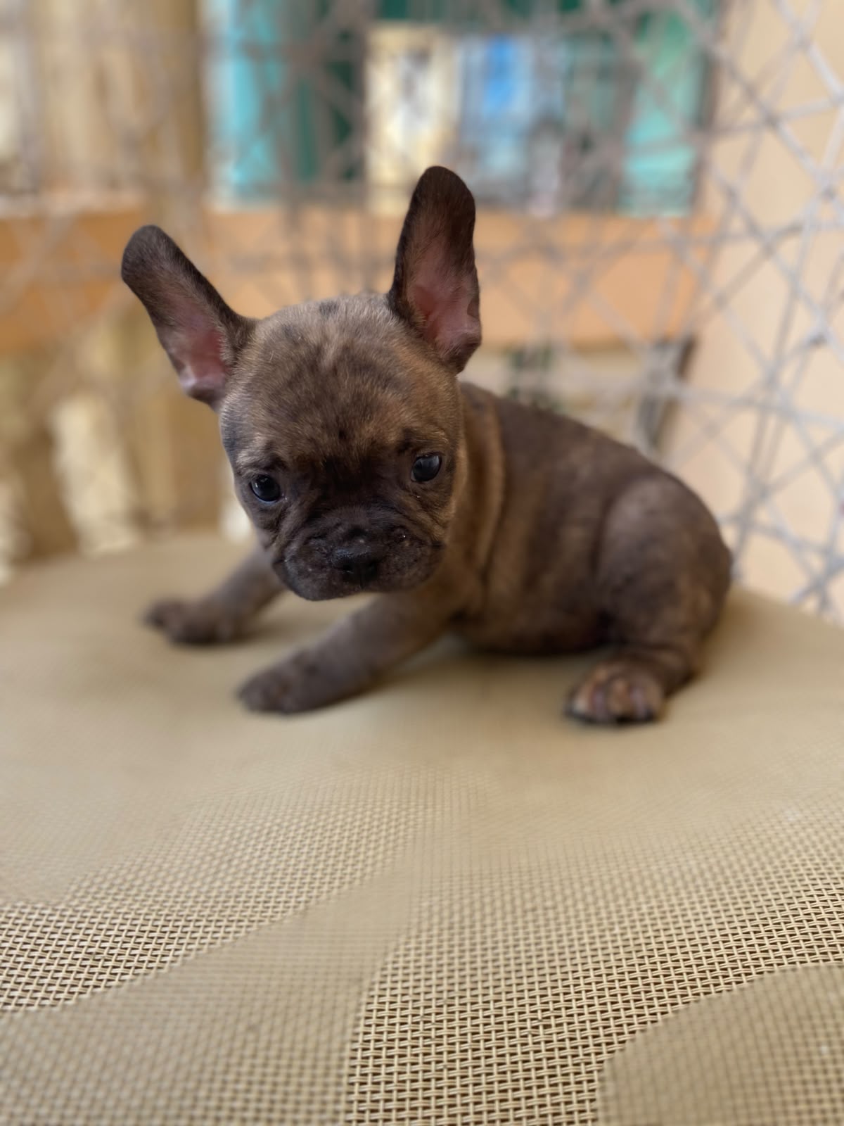 OFERTA CACHORRO BULLDOG FRANCES MACHO CON SU VACUNA AL DIA EN SANTO DO Foto 7318147-4.jpg