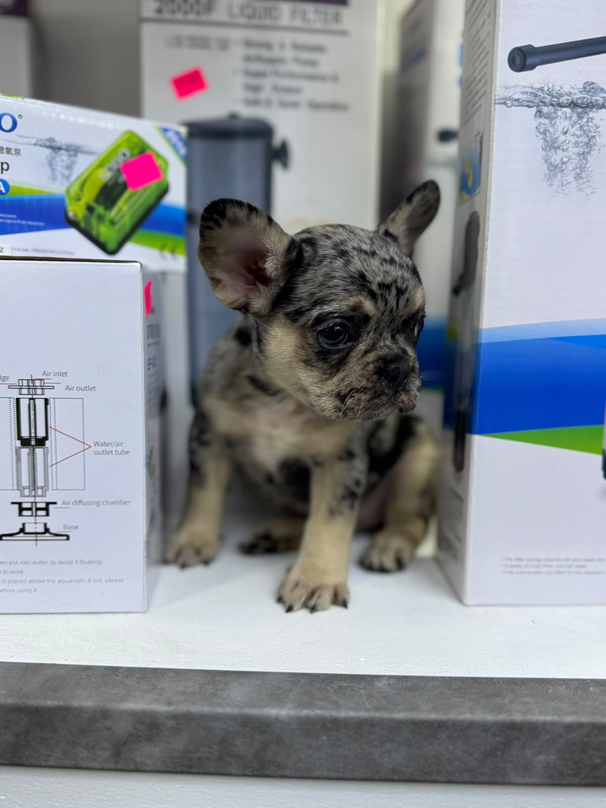 OFERTA CACHORRO BULLDOG FRANCES HEMBRA EN SANTO DOMINGO Y VACUNA AL DI Foto 7318148-1.jpg